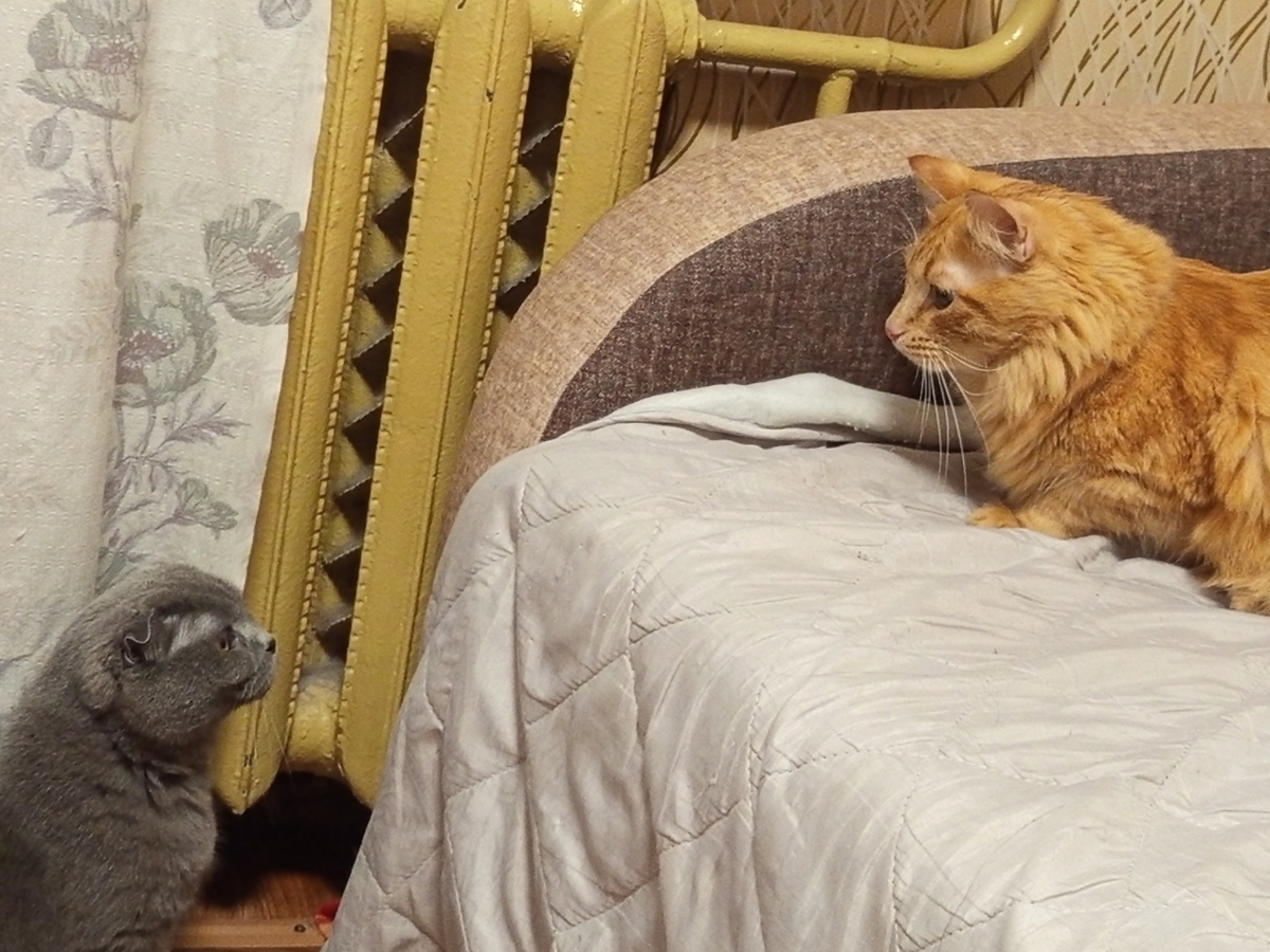 Да, их действительно двое