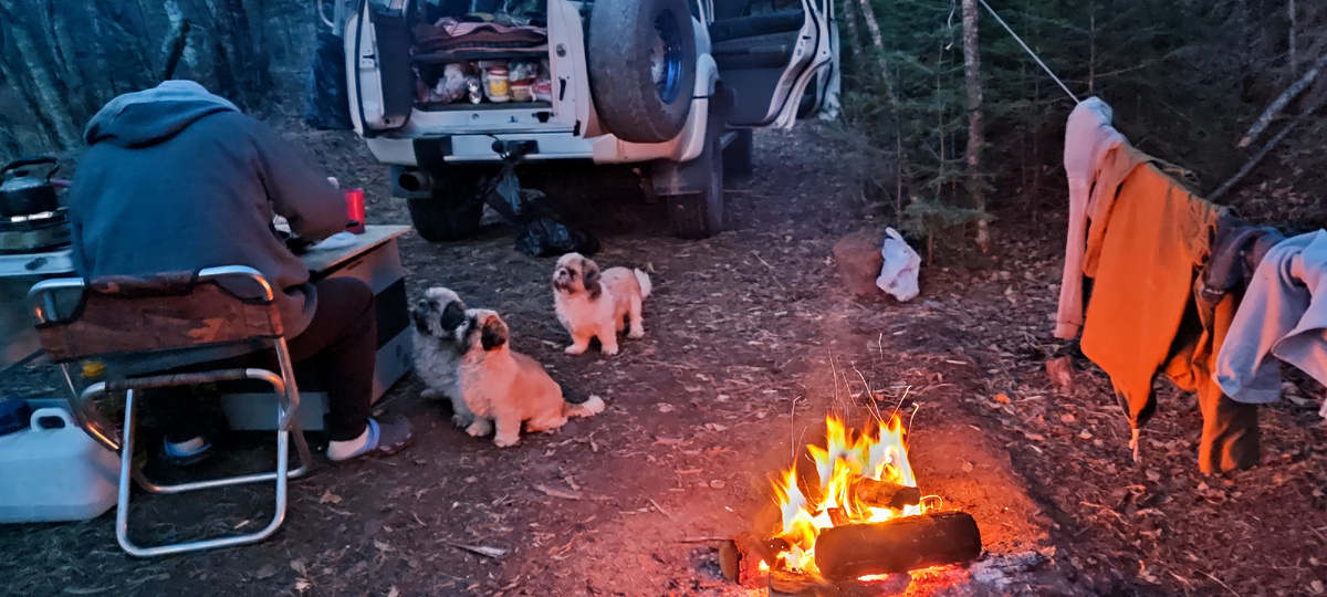 Вечер на Арму. Чем же ужинает рыбак? Собаки знают!