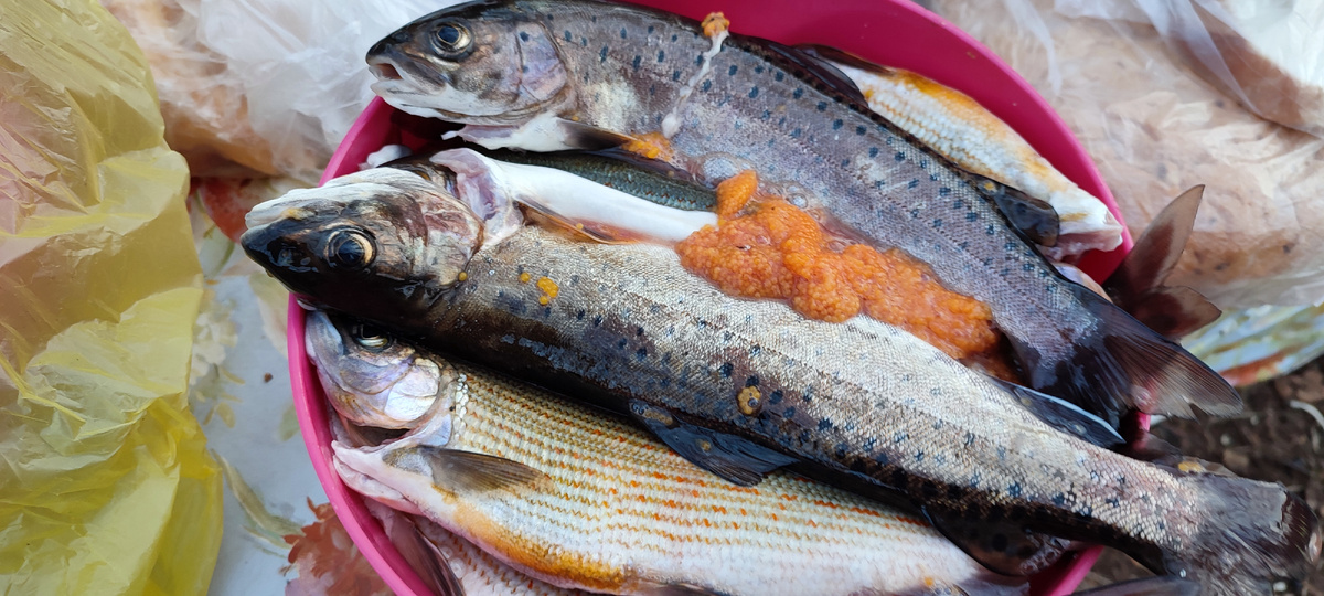 Леночки и хариусы с Арму.