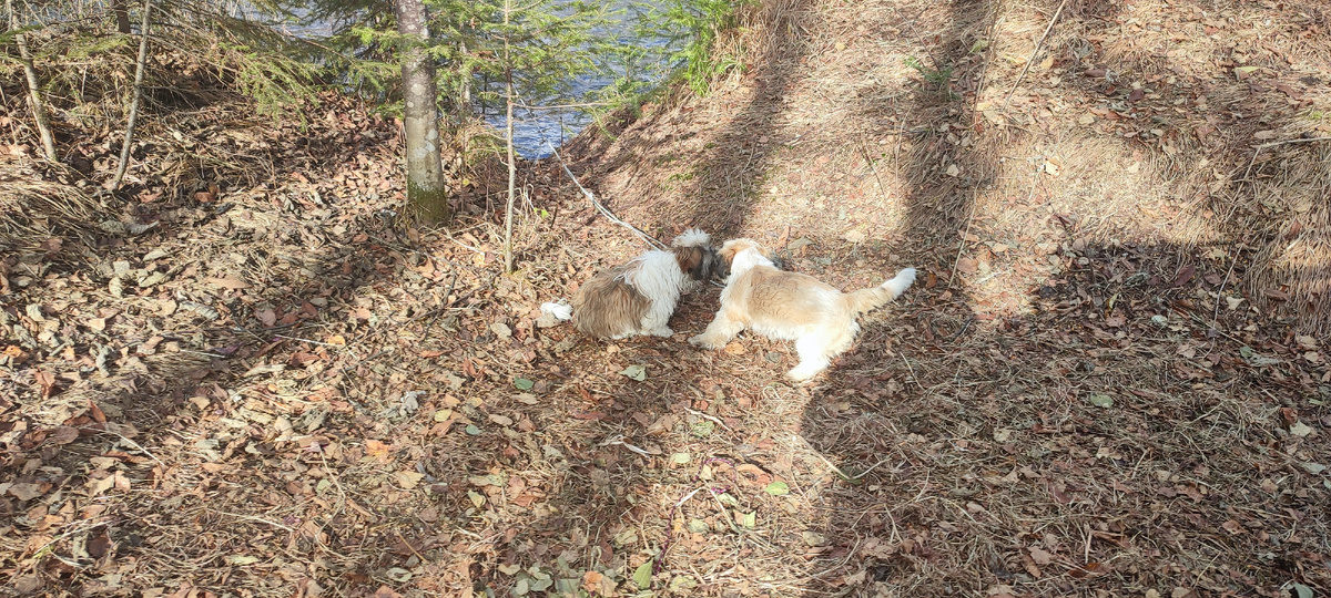 Арму. Тунанцы. Маленькие веселятся.