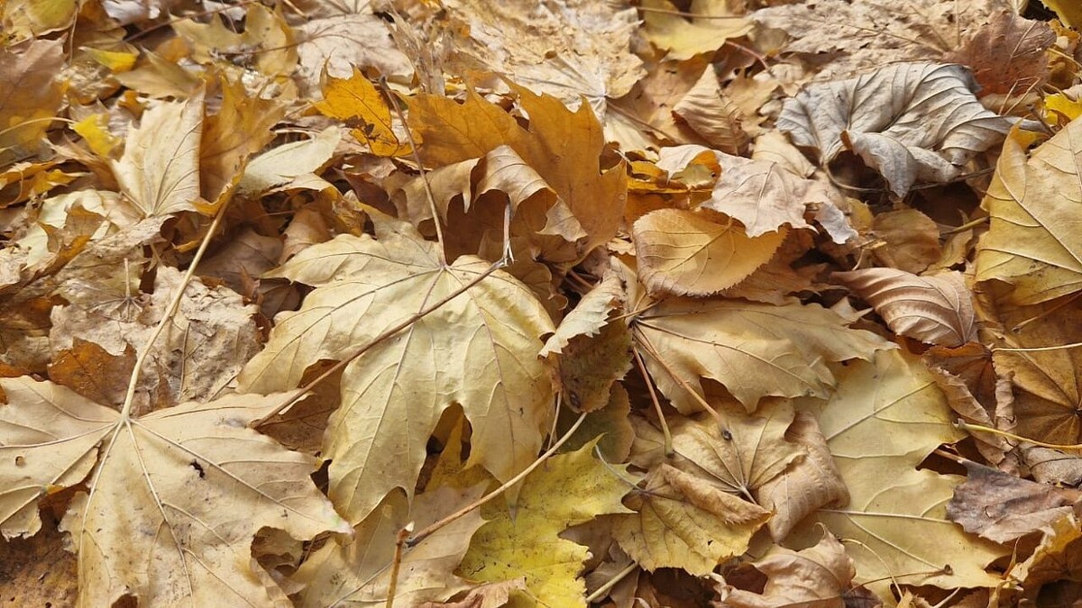    Фото: телеканал «Краснодар»