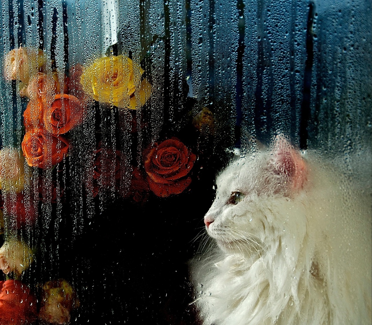 Яндекс картинки