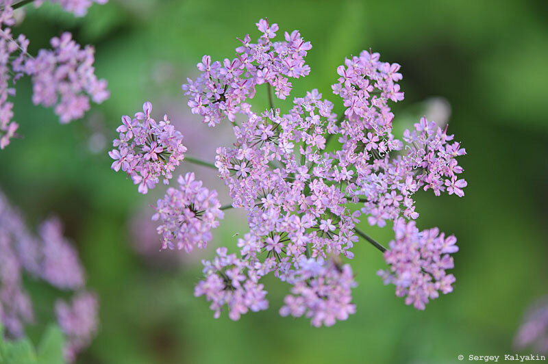 Бутень жестковолосистый Roseum