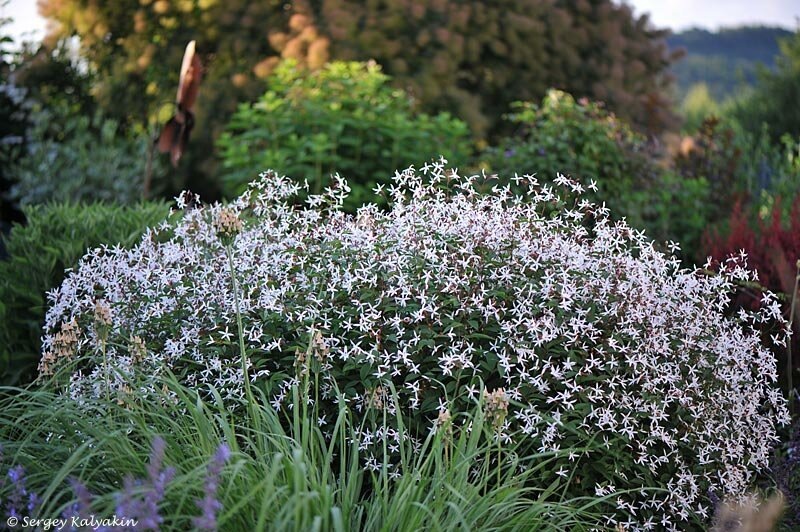 Гилления трехлистная