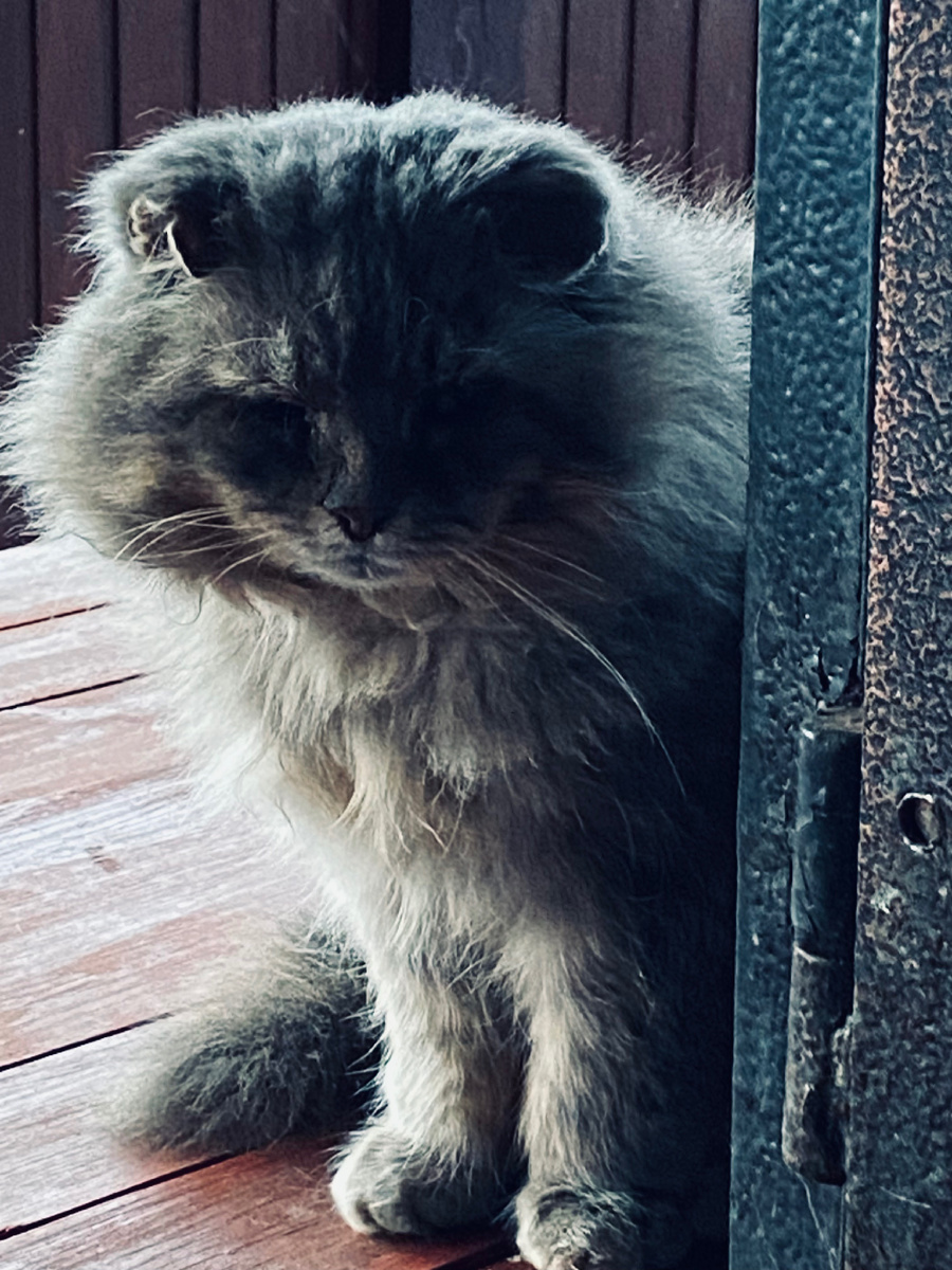 Пустите скорее домой замерзшего кота! Везде фото автора.