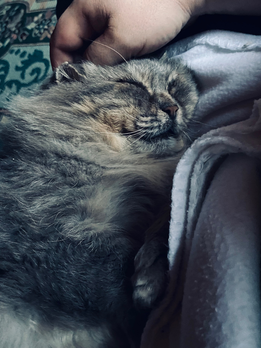 Как хорошо спать у хозяина на коленках.