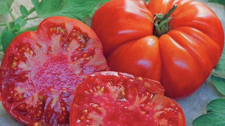 Биф томат сорта Брутус. Урожай августа 2023 года