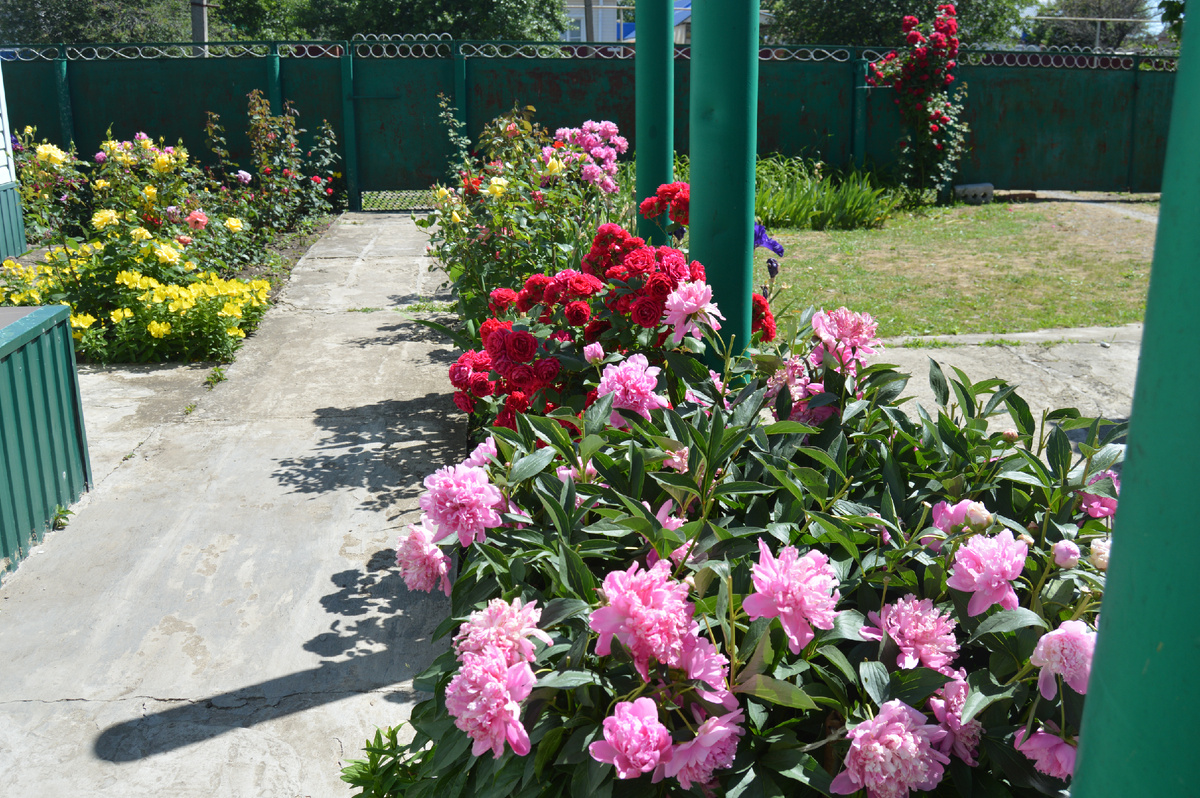 Фото автора. Май 2024. Цветы у дома моего!