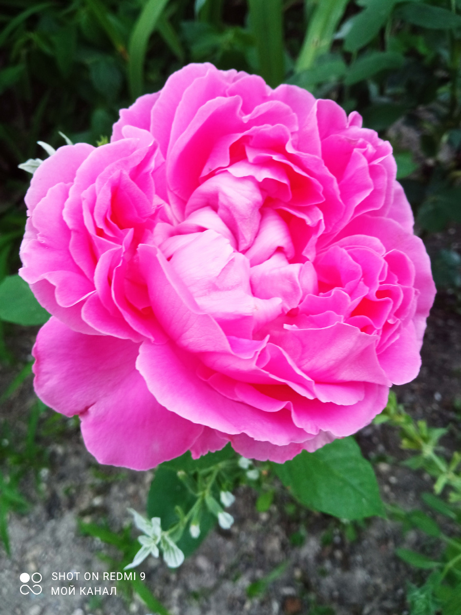 Роза Поль Нерон. Фото "Танюшкина петрушка".