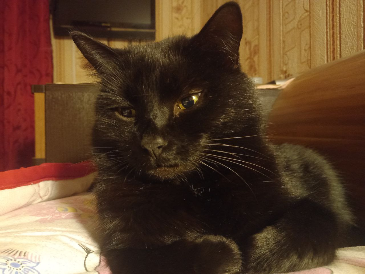 Кусик в дремоте