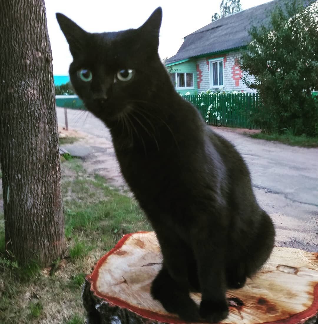 Молодой Кусик на соседском пне