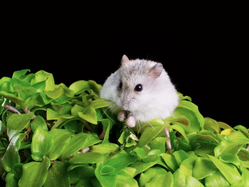    Хомяки помогли учёным в выращивании нового типа тканей