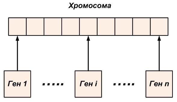 Структура хромосомы