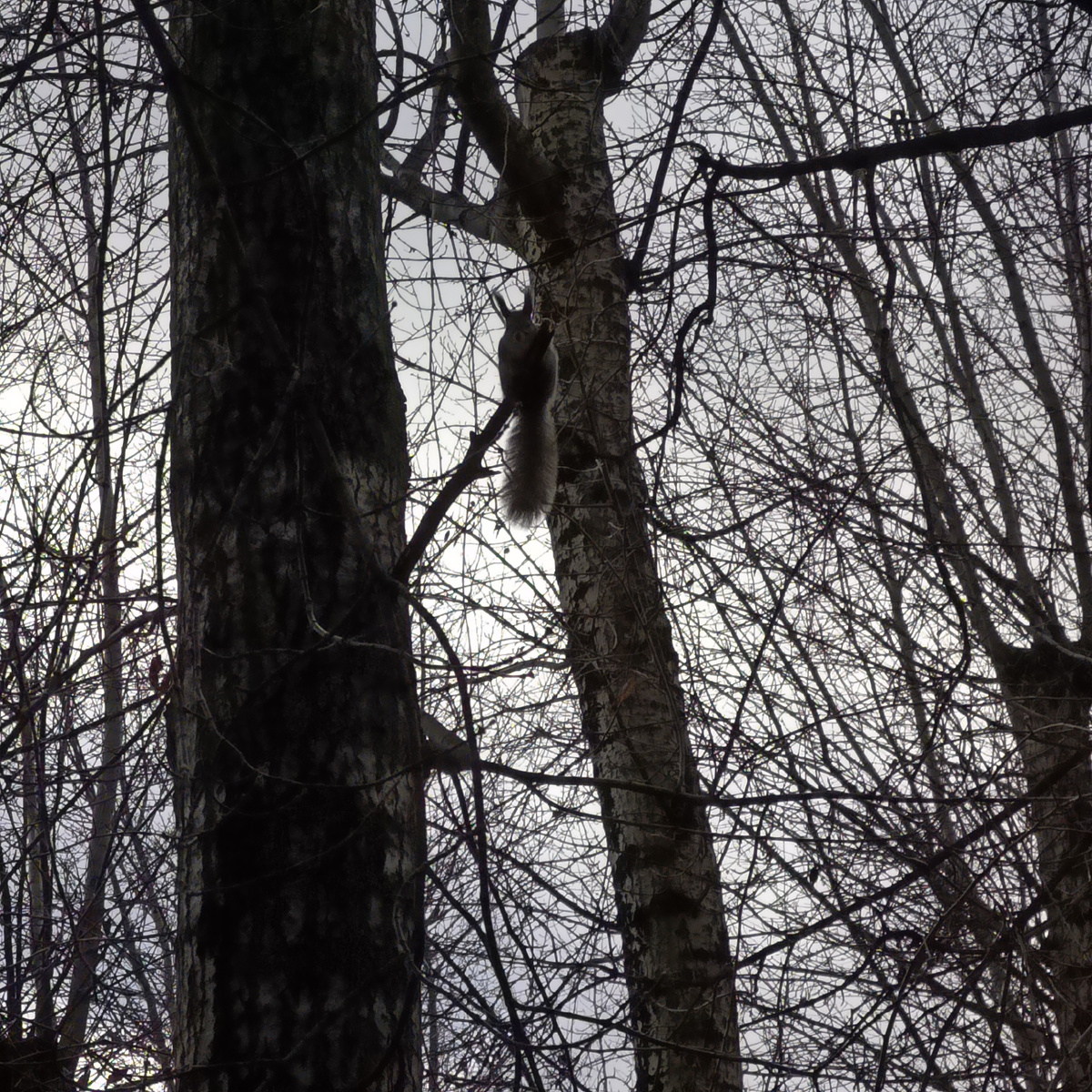 Видите белочку? А она там есть🐿