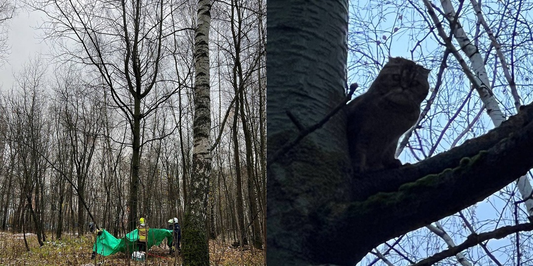 В Москве спасли кошку, похожую на совушку