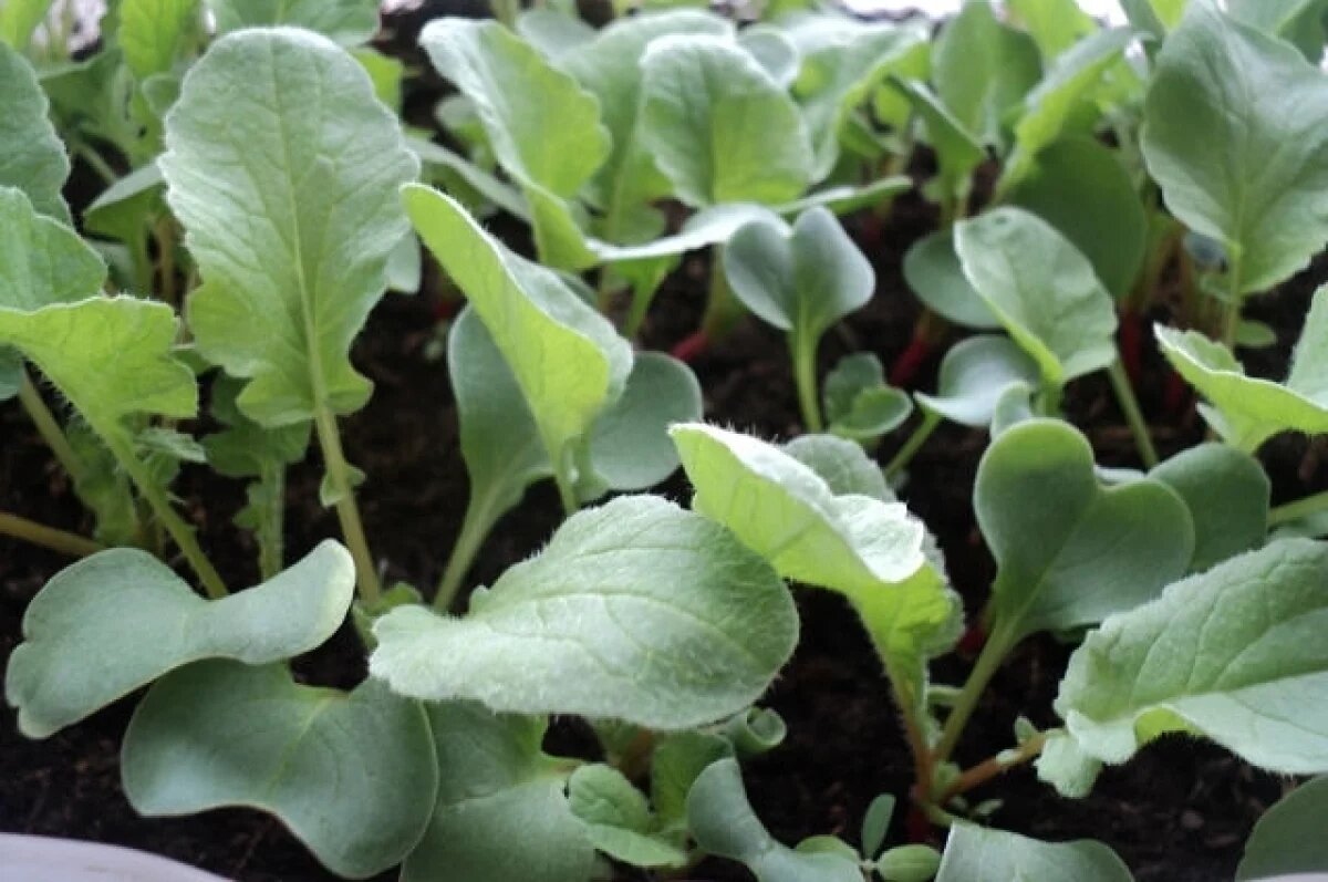    Агроном рассказала новосибирцам, что нельзя выращивать на подоконнике