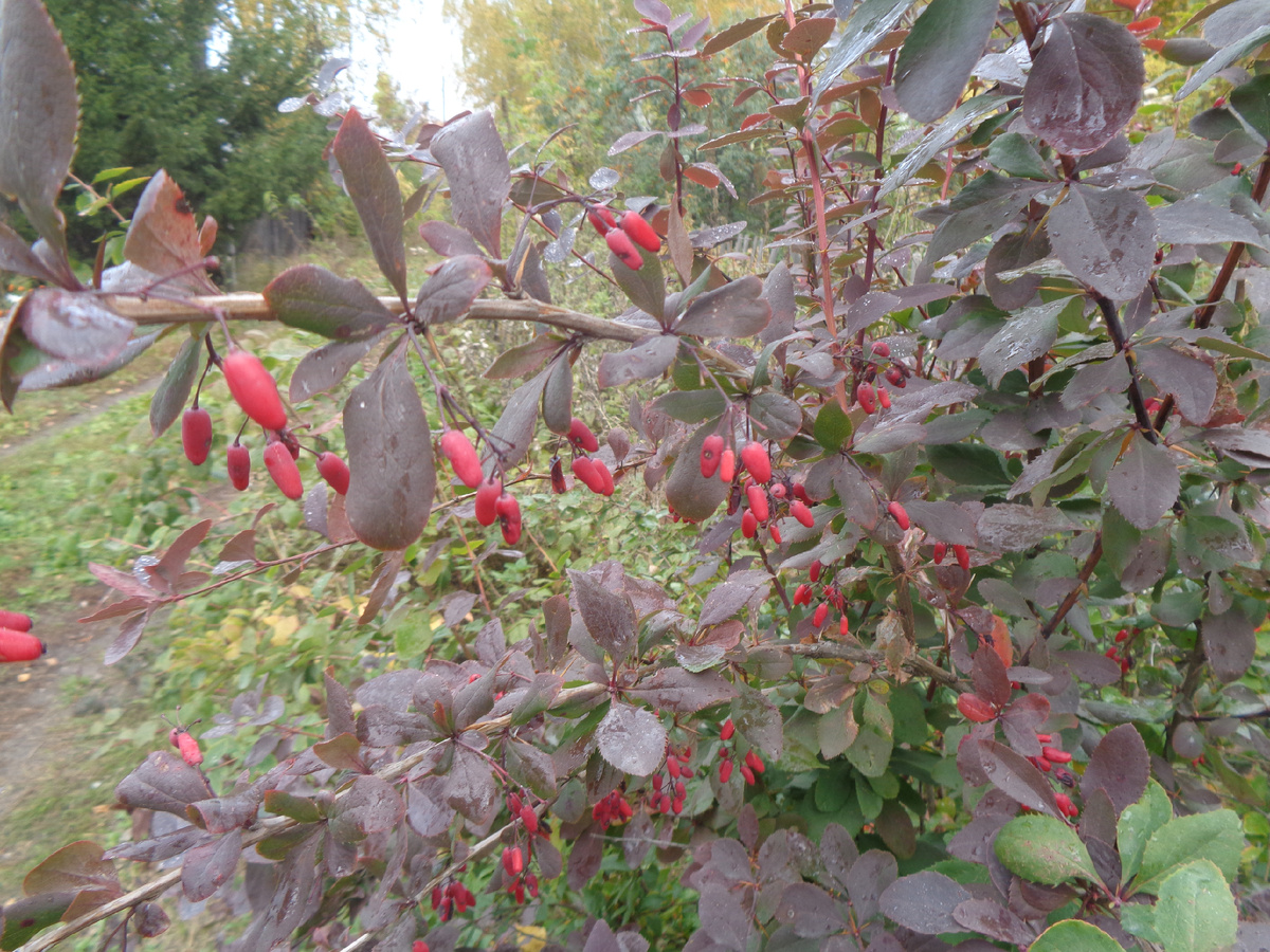 Барбарис фото