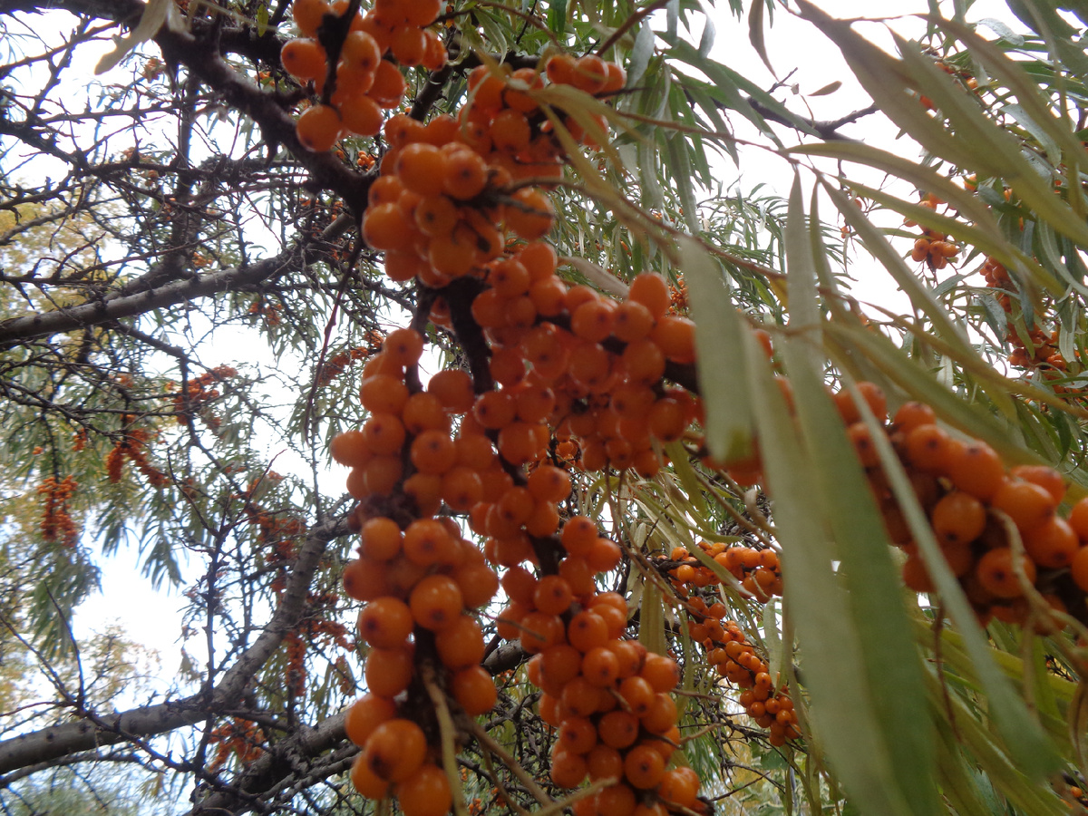 Облепиха фото