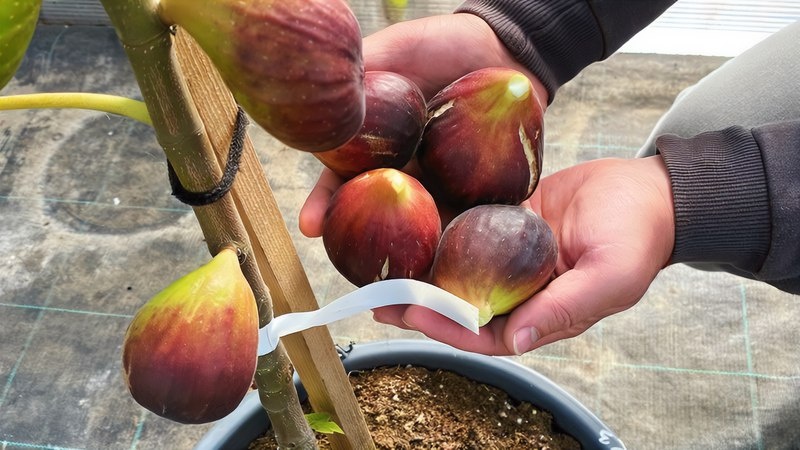 Инжир выращенный в горшке