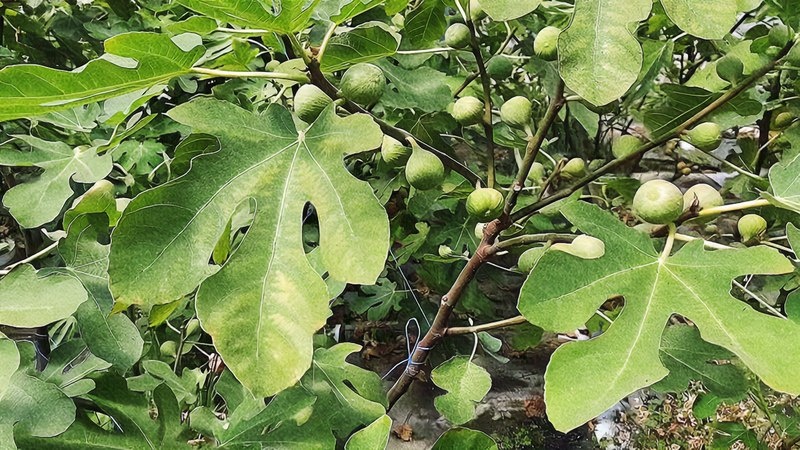 Инжир растет в ведрах