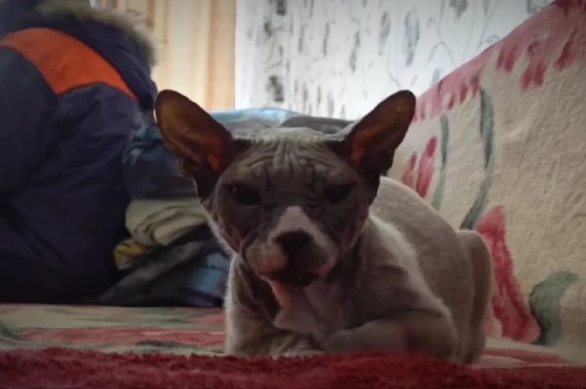    Египетские страсти в Хабаровске — сфинкс застрял в поисках тепла