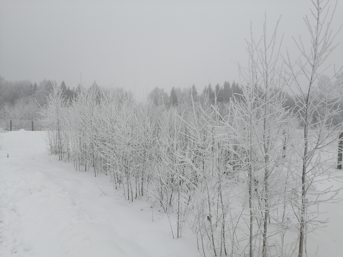 А это наши заснеженные березки