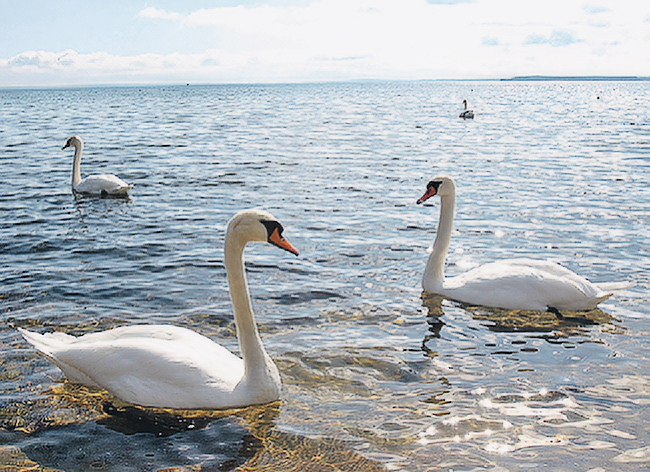 Лебеди на Нарочи -  красота и романтика. 