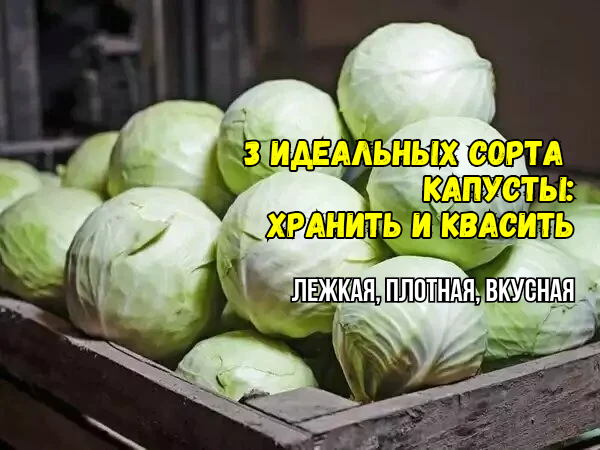Капуста, мои лучшие 3 сорта сезона 2024: самые плотные, тяжелые, урожайные. Для хранения, засолки идеальные, красивее головок не видела