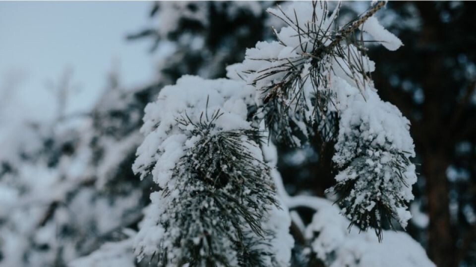    Мокрый снег. Снег.. Источник: Анна Меньшикова