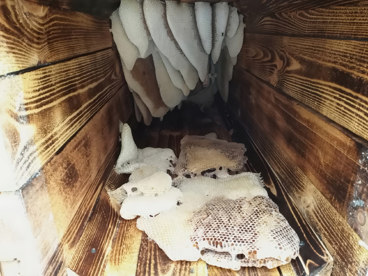 Соты в борти. Из-за жары часть сотов оторвалась и упало на дно 