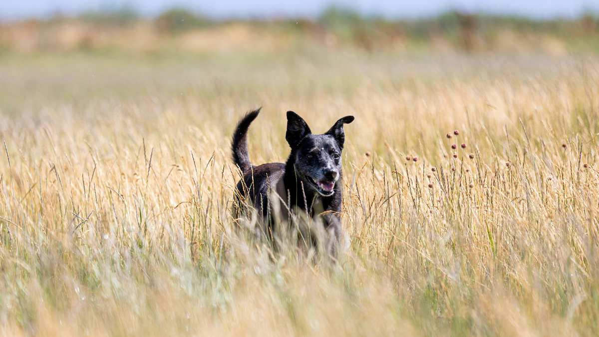 Настоящее счастье порой прячется в самых неожиданных местах, Фото Carl Tronders/Unsplash