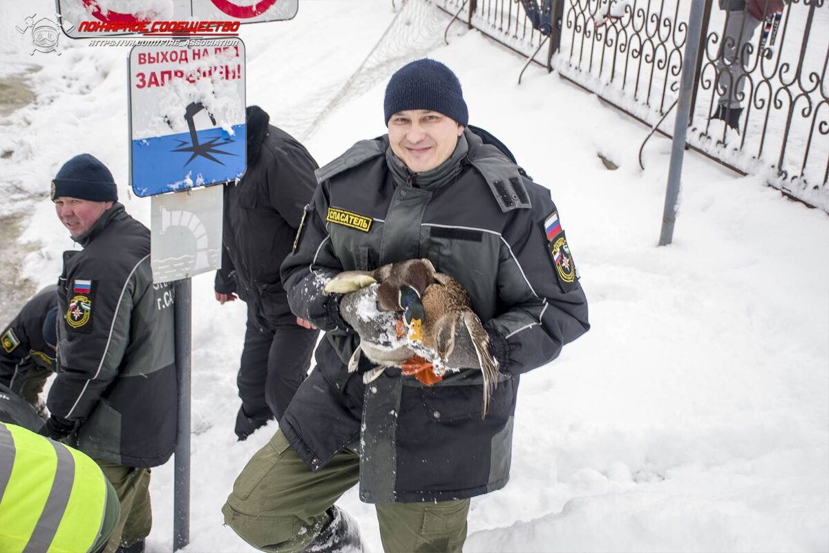    В башкирском Салавате спасатели выловили из замерзшего озера лебедей и уток