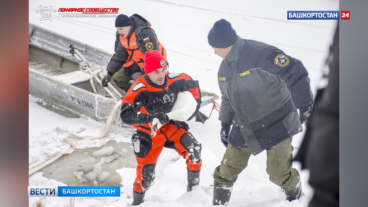    В башкирском Салавате спасатели выловили из замерзшего озера лебедей и уток