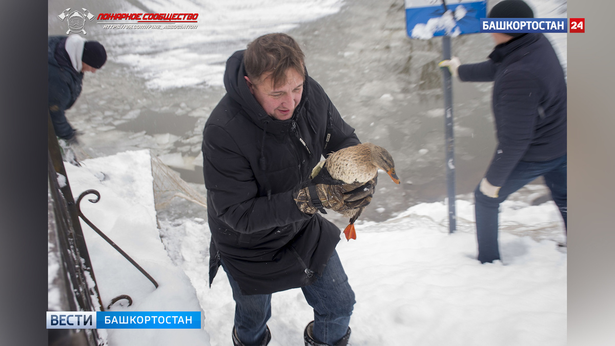    В башкирском Салавате спасатели выловили из замерзшего озера лебедей и уток