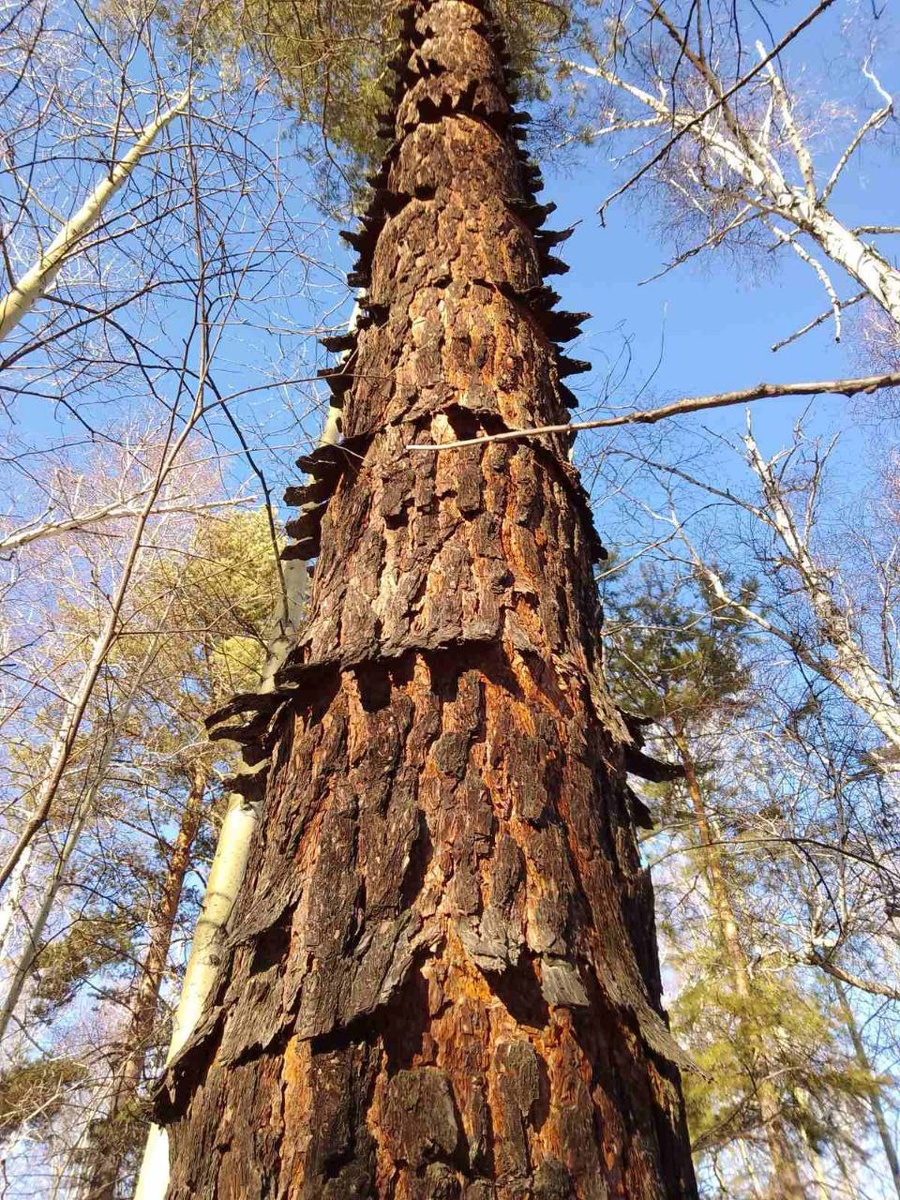 Фото сосны воротничковой, найденной под г. Иркутском