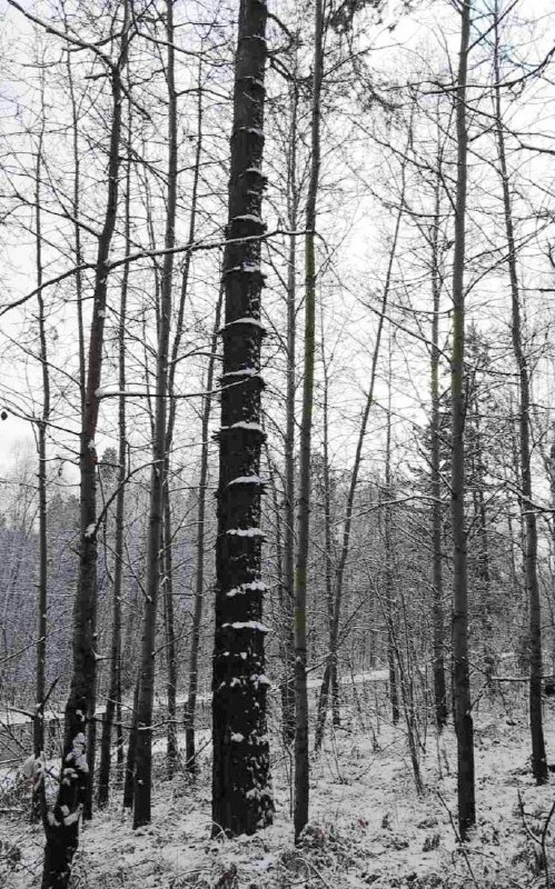 Фото сосны воротничковой, найденной под г. Иркутском