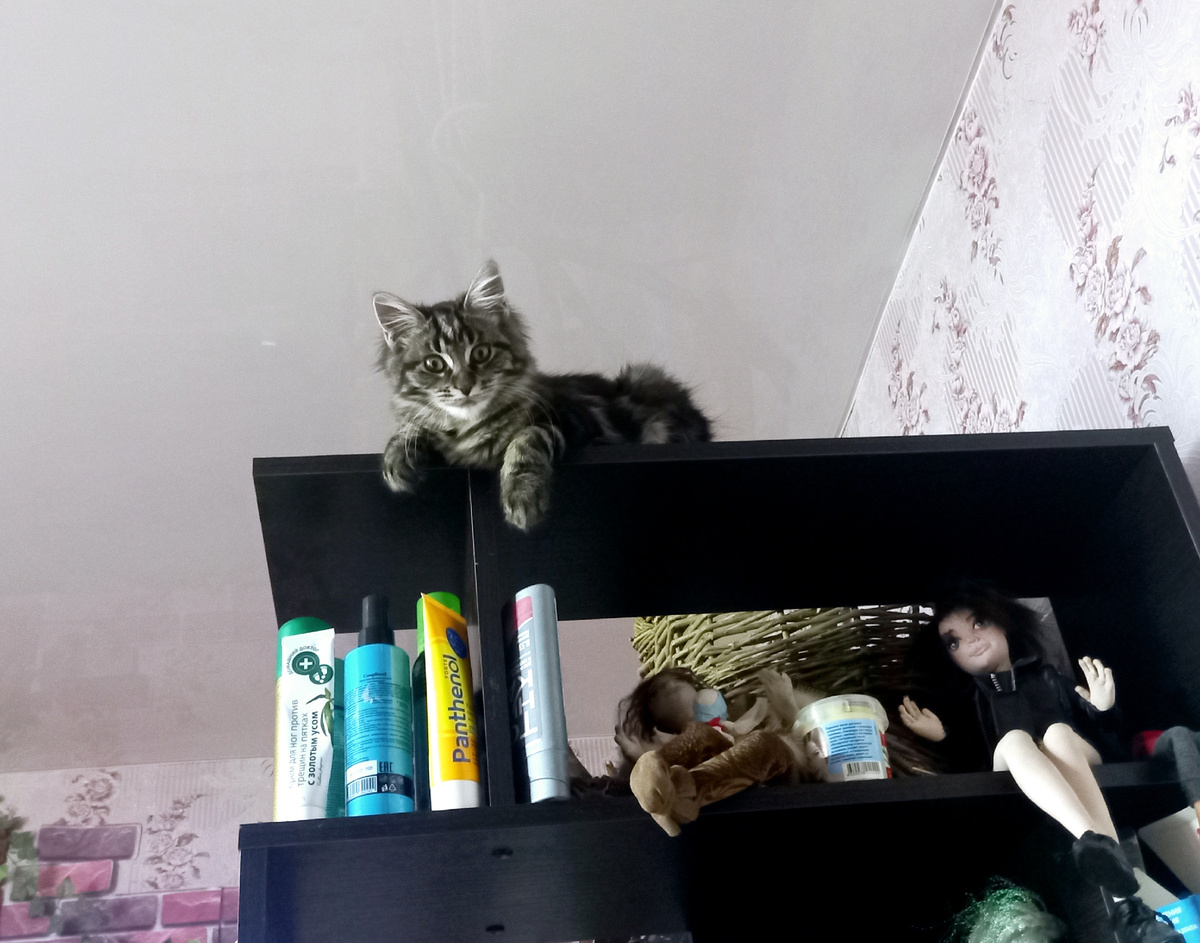 Чара в пять месяцев