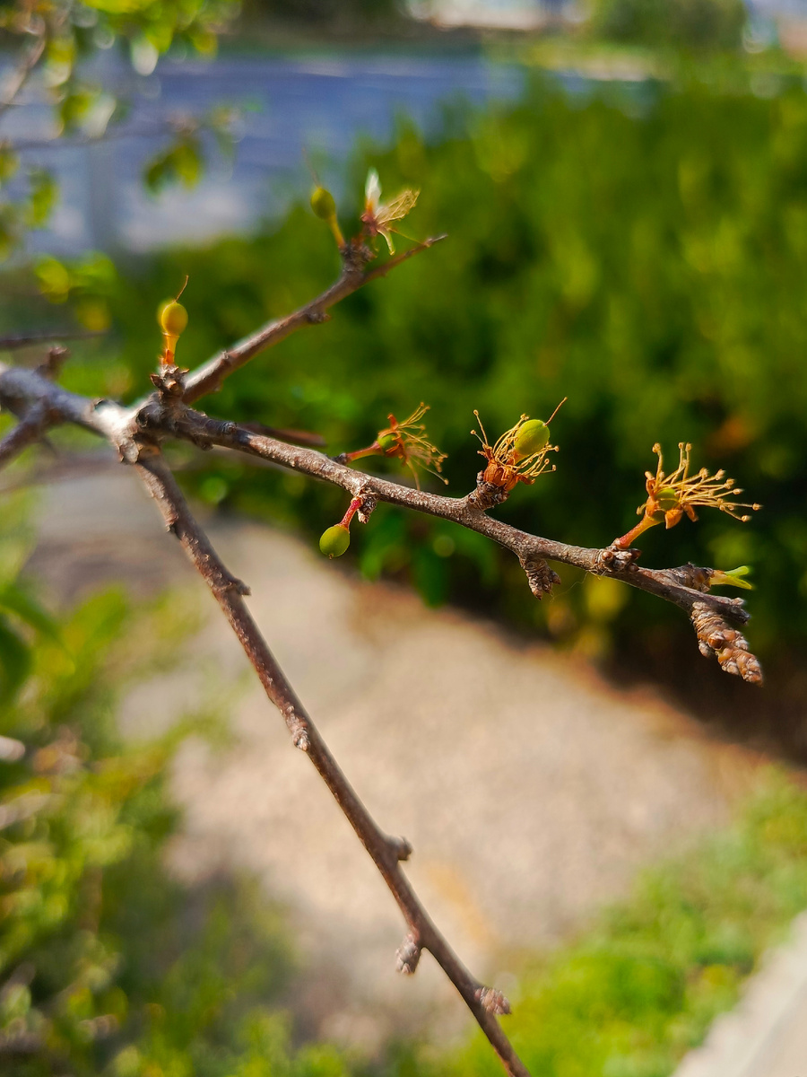 Позже было и резкое похолодание, и сильный ветер, будем наблюдать дальше за деревом.
