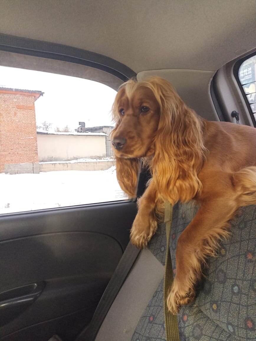 Фото из архива наших питомцев. Марфа.