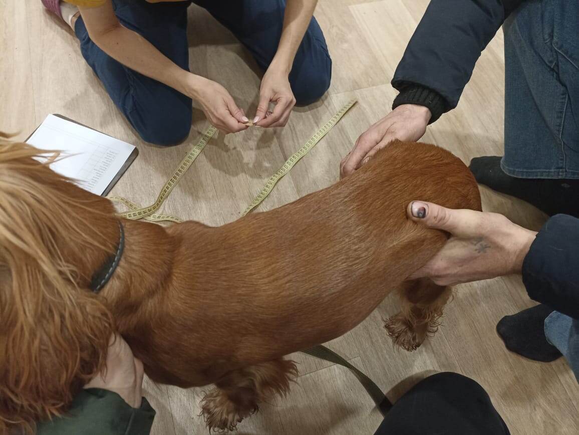 Фото из архива наших питомцев. Марфа.