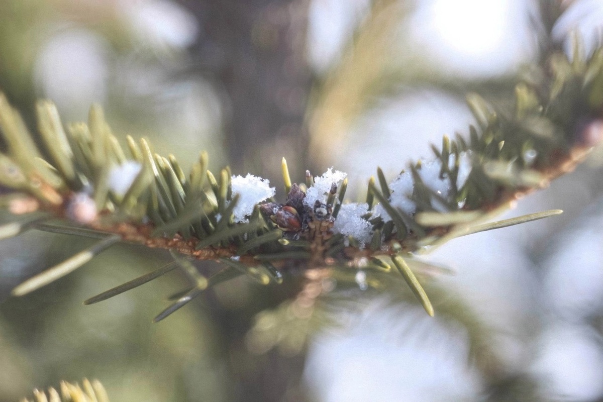 Фото: Rina Averaga