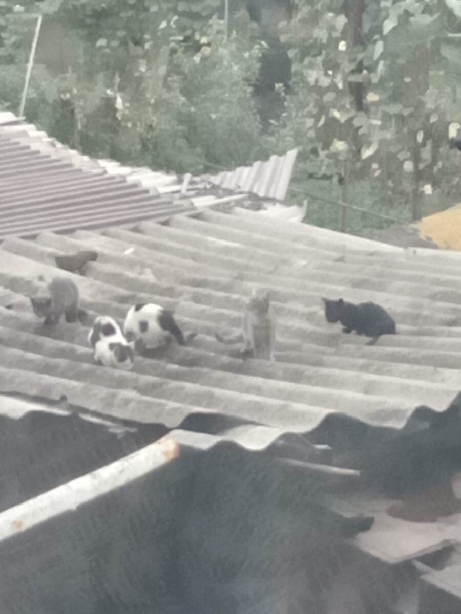 Котята на крыше сарая под нашими окнами