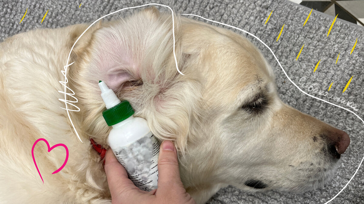 Уши здоровой собаки должны быть чистыми и не должны пахнуть.