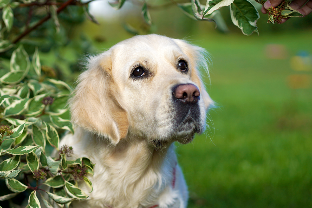 Собаки с висячими ушами более подвержены ушным проблемам.