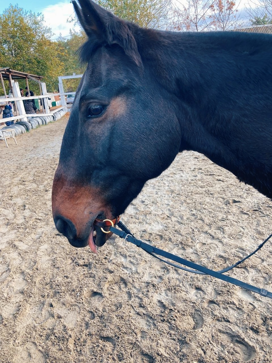 — Бее😛. Бархат на кожаном трензеле.