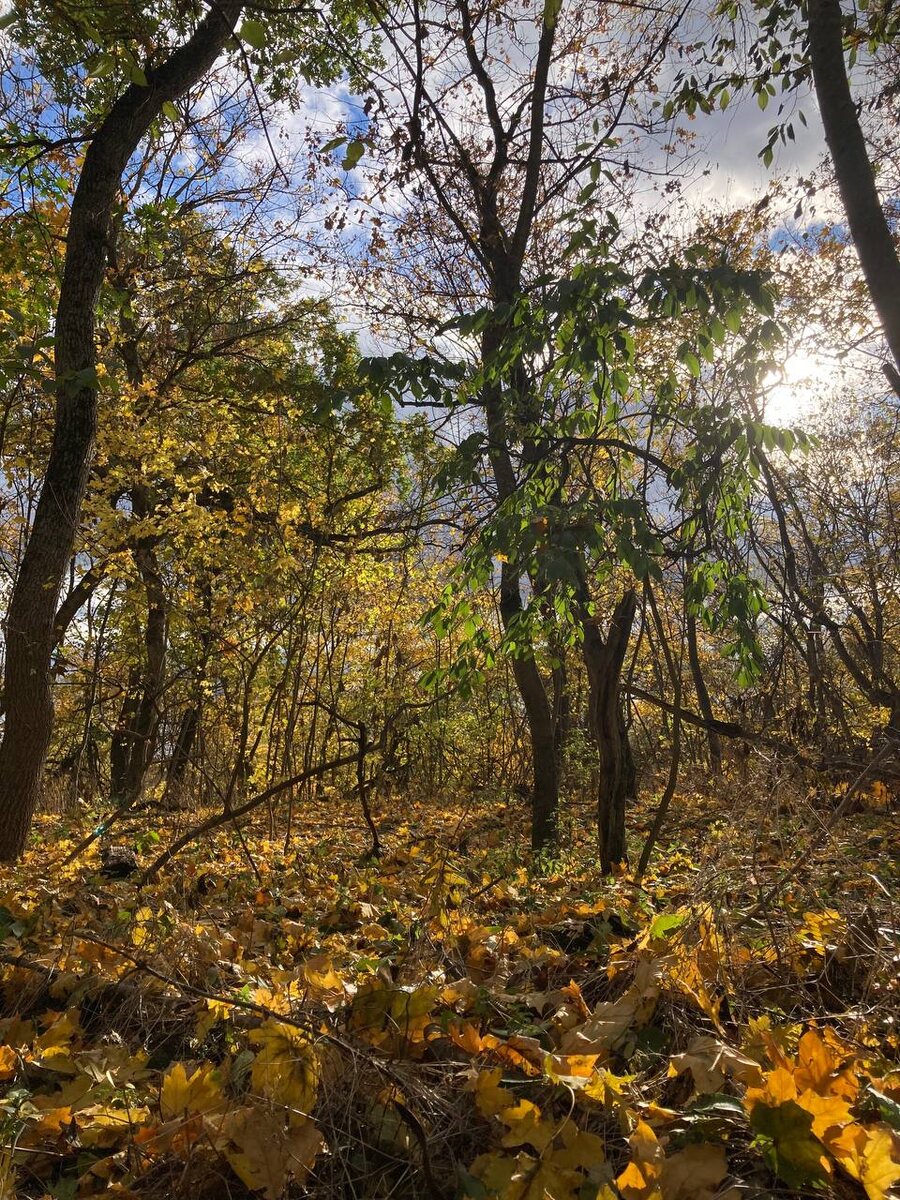 Лиственные леса в Елизаветинской