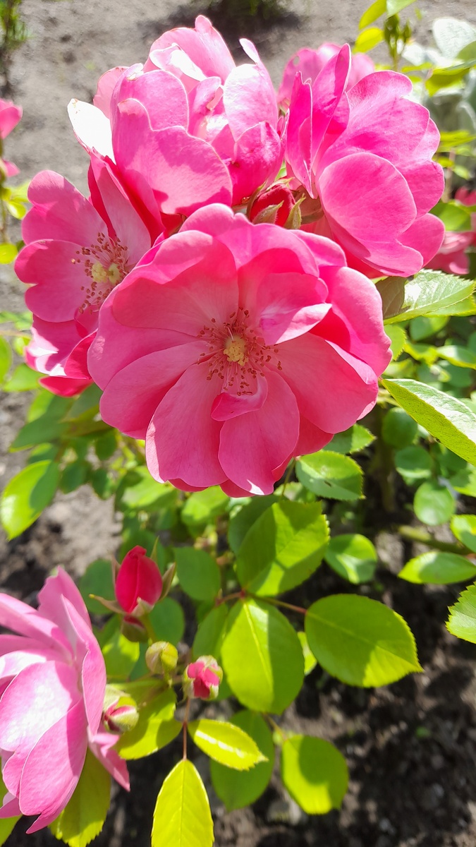 Динки, первогодка