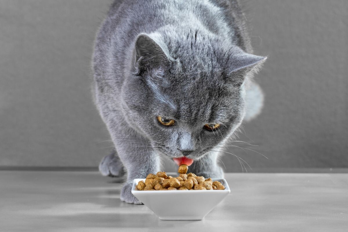 Сколько раз в день нужно кормить кошку