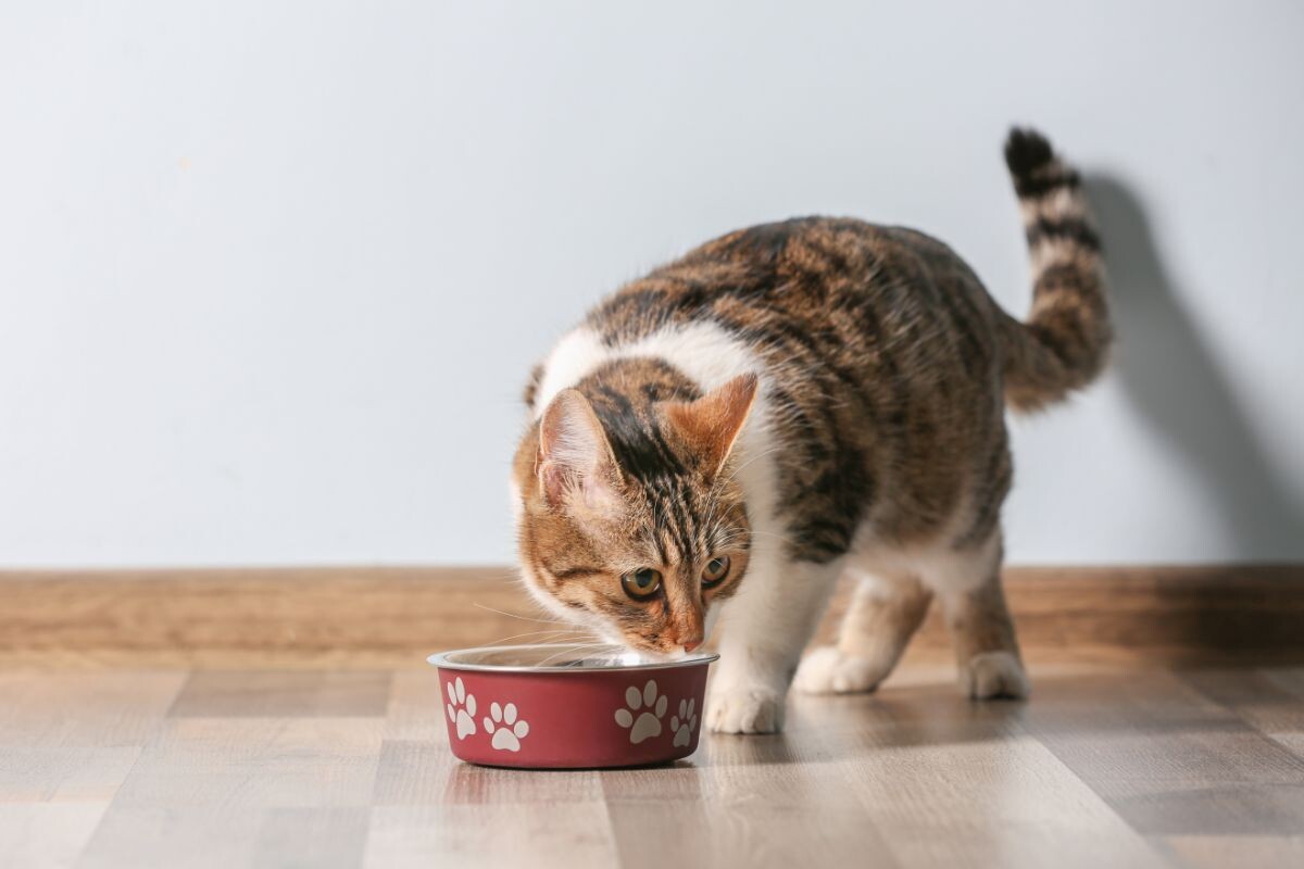 Кошка ест корм 