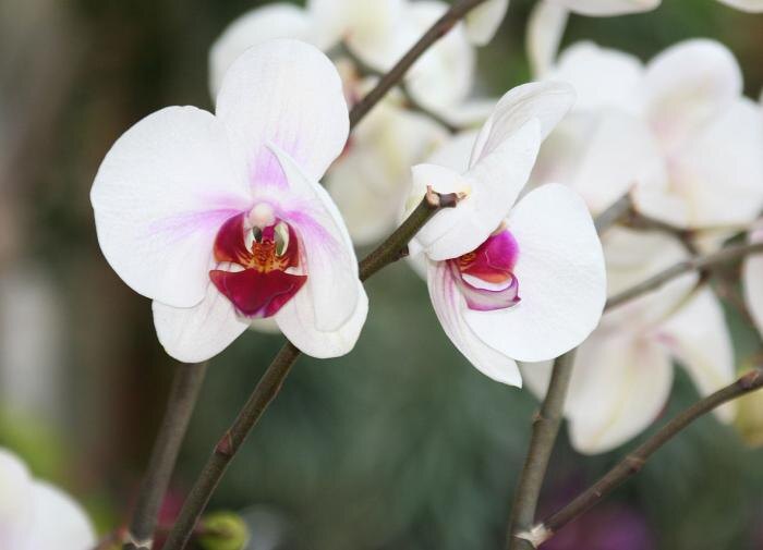 Простые способы борьбы с пожелтением листьев орхидеи, о которых не знают многие цветоводы